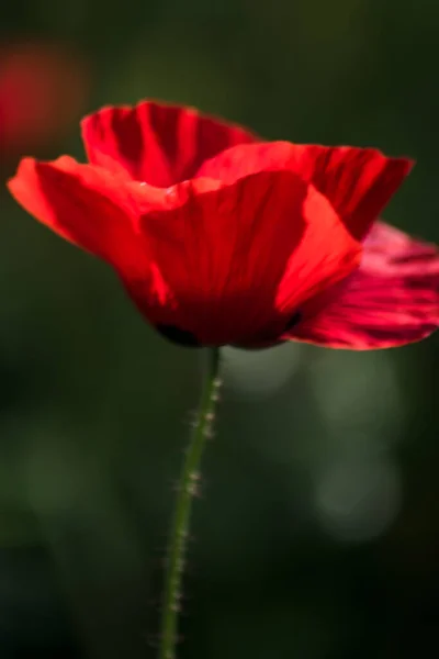 Bauty Poppy Flower Sunny Spring Day — Stock Photo, Image