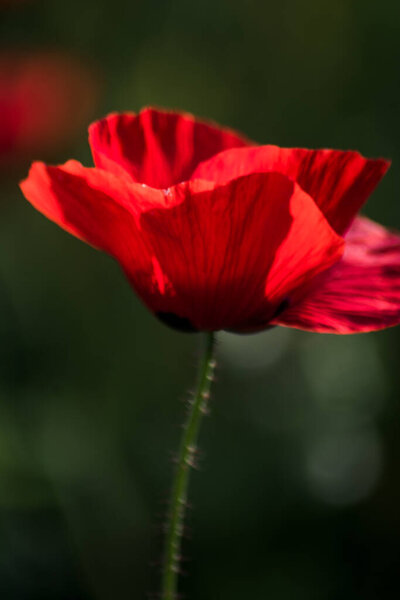 Bauty poppy flower on a sunny spring day