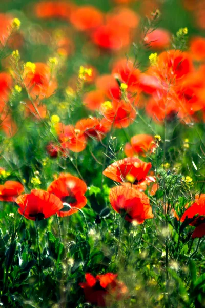 Цветок Мака Солнечный Весенний День — стоковое фото