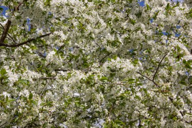 Sayısız beyaz çiçekle dolu kiraz ağacı. Dallar yoğun bir şekilde narin çiçekler ve bazı yeşil yapraklarla kaplıdır. İlkbaharda güzellik, canlı ve bereketli bir çiçek mevsimi..
