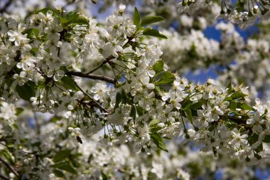 Açık mavi gökyüzüne karşı yoğun beyaz çiçek ve yeşil yapraklarla kaplı kiraz ağacı, baharın güzelliğini tam çiçeklenerek sergiliyor. Baharın güzelliği, doğanın bereketi..