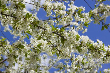 Çiçek açmış kiraz ağacı. Açık mavi gökyüzüne karşı sayısız beyaz yakın plan çiçek. Çiçeklerle kaplı dallar, parlak mavi arkaplanlı kontrastlar yaratıyor. Baharın güzelliği.