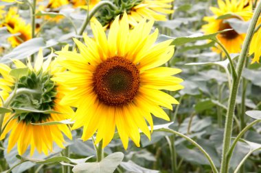 Manzaralı tarlalar, ışıl ışıl taç yaprakları ve kırsal kesimin ılık tonlarıyla çevrili, tam çiçek açmış ayçiçeği. Doğa döngüsünün, kırsal cazibenin ve yaz özünün temsili..