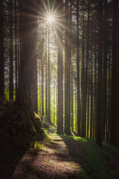 Природний Заповідник Акваріно Douglas Fir Tree Trail Вранці Осінній Сезон Ліцензійні Стокові Фото