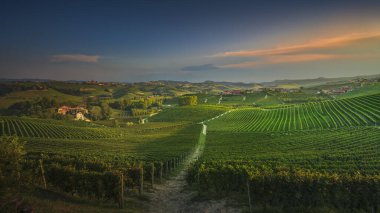 Langhe region, path among the vineyards at sunset. Unesco world heritage site. La Morra, Piedmont region, Italy, Europe.