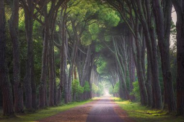 San Rossore and Migliariino park, footpath in stone pine tree misty forest or pinewood. Pisa, Tuscany region, Italy, Europe
