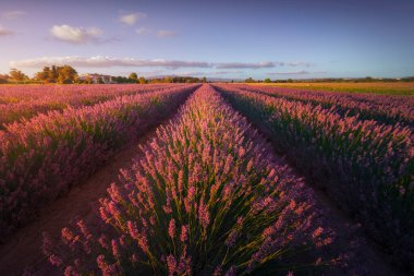 Lavender flowers fields at sunset. Marina di Cecina, Livorno province, Tuscany region, Italy, Europe