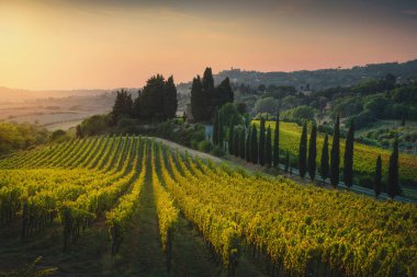 Alta Maremma landscape. Vineyards at sunset and Casale Marittimo village in the background. Pisa province, Tuscany region, Italy
