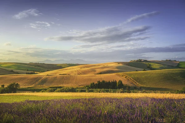 Лавандовые Цветы Тоскане Катящиеся Холмы Зеленые Поля Санта Люче Провинция — стоковое фото