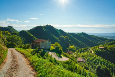 Üzüm bağları ve sabah Prosecco tepelerinde yokuş yukarı bir yol. Unesco Dünya Mirası Bölgesi. Valdobbiadene, Veneto bölgesi, İtalya