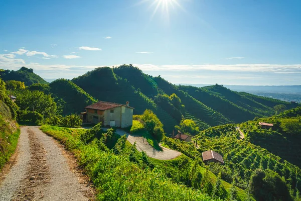 Vineyards Uphill Road Prosecco Hills Morning Unesco World Heritage Site — Stock Photo, Image