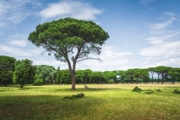 Stone Pine Tree Field San Rossore Migliarino Park Pisa Tuscany — Stock Photo, Image