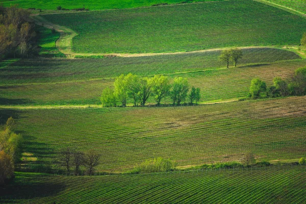 モンテプルチャーノのブドウ畑や木の風景 ヴァル キアナ シエナ州 トスカーナ州イタリア — ストック写真