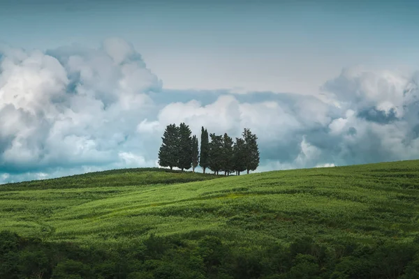Grupo Árvores Nuvens Tempestade Fundo Buonconvento Província Siena Toscana — Fotografia de Stock