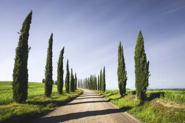 Cypress Träd Och Grusväg Kreta Senesi Monteroni Arbia Regionen Toscana — Stockfoto