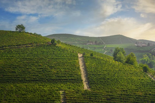 Sabahları Langhe tepelerinde üzüm bağları, Unesco dünya mirası alanı, Piedmont bölgesi, Kuzey İtalya, Avrupa.