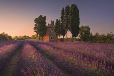 Blooming lavender field, cypress trees and Oratorio di San Guido church. Bolgheri, province of Livorno, Tuscany region, Italy clipart