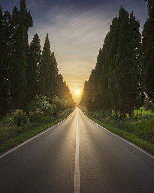 The cypress tree-lined avenue of Bolgheri and the sun in the middle. This is the historic boulevard of Carducci's poetry Davanti San Guido. Alta Maremma, Tuscany region, Italy, Europe.