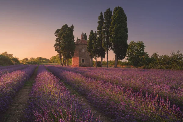 Blommande Lavendelfält Cypressträ Och Oratorio San Guido Kyrka Bolgheri Provinsen — Stockfoto