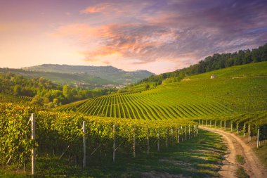 Langhe üzüm bağları gün batımında, Barolo ve La Morra köyleri arka planda, Unesco Dünya Mirası Alanı, Piedmont bölgesi. İtalya, Avrupa.