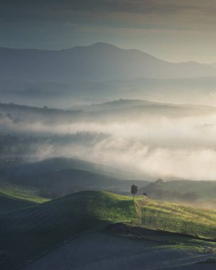 Gün batımında Volterra 'da sisli bir manzara. Yalnız ağaç, arka planda yuvarlanan tepeler. Val di Cecina, Toskana bölgesi, İtalya, Avrupa