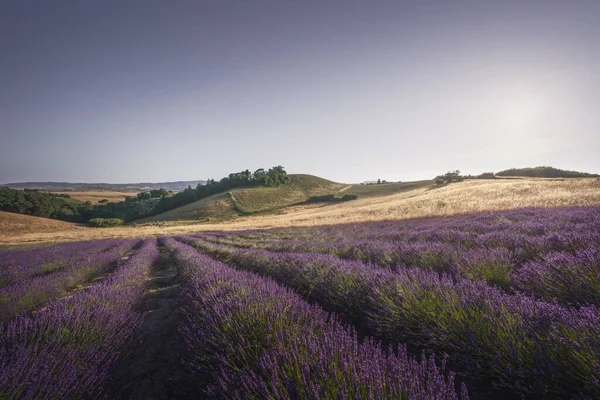Lavendelveld Toscane Landschap Bij Zonsondergang Orciano Pisano Provincie Pisa Italië Stockfoto