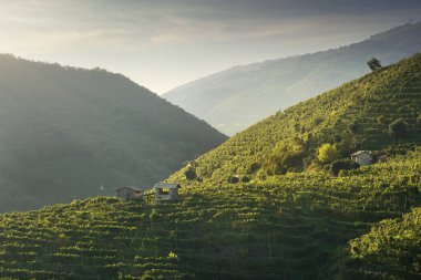Gün batımında Prosecco tepelerinde üzüm bağları ve birkaç küçük kır evi. Unesco Dünya Mirası Bölgesi. Valdobbiadene, Veneto bölgesi, İtalya