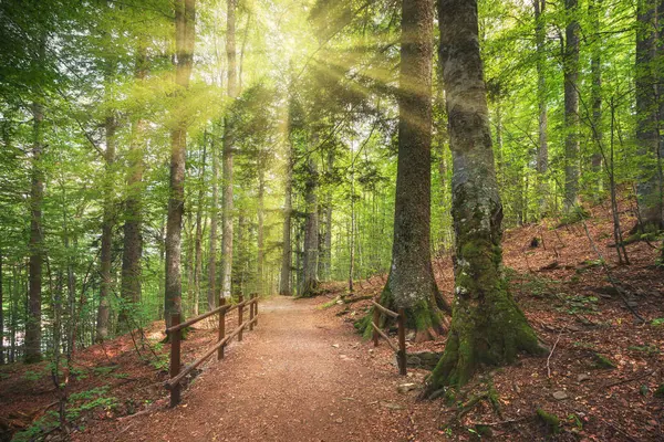 Erdőben Ösvény Napfény Abetone Appennines Mountains Toszkána Régió Olaszország Stock Kép