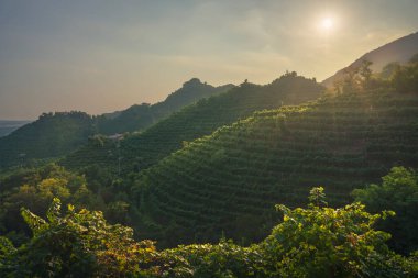 Vineyards of Prosecco Hills, Unesco World Heritage Site. Valdobbiadene, Veneto region, Italy