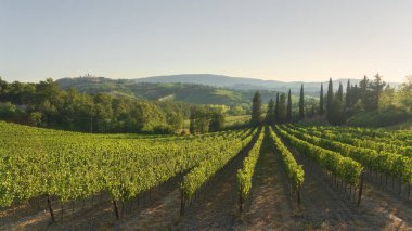 San Gimignano kırsalındaki üzüm bağları. Arka planda San Gimignano köyünün kulelerini görebilirsiniz. Siena ili, Toskana bölgesi, İtalya