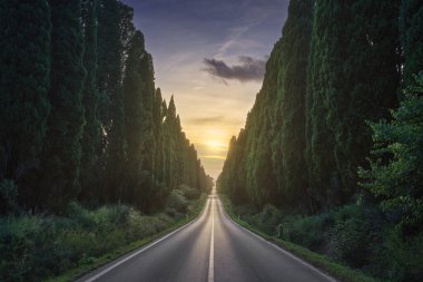 The cypress tree-lined avenue of Bolgheri and the sun in the middle. This is the historic boulevard of Carducci's poetry Davanti San Guido. Alta Maremma, Tuscany region, Italy, Europe.