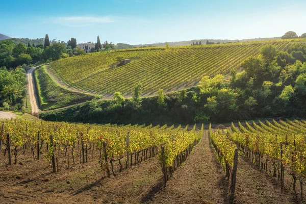 Sonbaharda Montalcino üzüm bağları. Siena ili, Toskana bölgesi, İtalya, Avrupa.