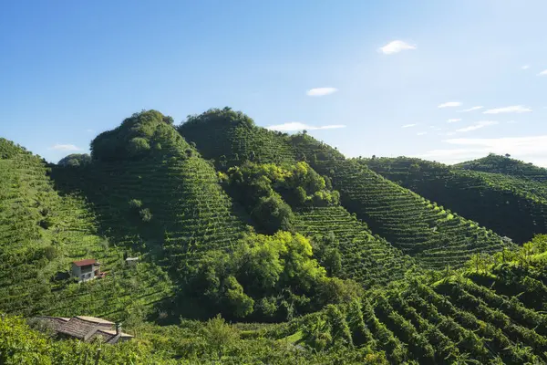Prosecco Hills, landscape with uphill vineyards. Unesco World Heritage Site. Farra di Soligo. Veneto region, Italy, Europe.