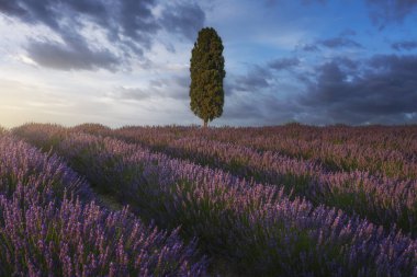 Gün batımında lavanta tarlaları ve selvi ağacı. Orciano Pisano, Toskana, Pisa, İtalya. Avrupa