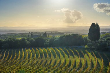 Sonbaharda günbatımında San Gusme Chianti üzüm bağı panoraması. Toskana, İtalya Avrupa.