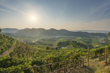 Prosecco Hills, üzüm bağları, sabahları panoramik manzara. Unesco Dünya Mirası Alanı. Valdobbiadene, Treviso ili, Veneto bölgesi, İtalya, Avrupa.