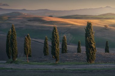 SAN QUIRICO D 'ORCIA, TUSCANY / ITALY - 7 Aralık 2023: Val d' Orcia 'nın selvi çiçekleri ve tepelerde gün batımının son ışıkları