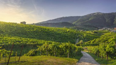 Üzüm bağları ve yol. Prosecco Hills, Unesco Dünya Mirası Bölgesi. Valdobbiadene, Veneto, İtalya