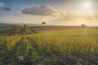 Taş çam ve üzüm bağları, gün batımında Chianti bölgesinde sonbahar manzarası. Pievasciata, Castelnuovo Berardenga, Toskana bölgesi, İtalya