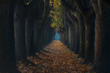 Lucca şehri, sisli bir sabahta ağaç tüneli geçidinde sonbahar yaprakları. Toskana bölgesi, İtalya.