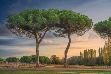 San Rossore ve Migliarino parkında iki tane çam ağacı. Pisa, Toskana bölgesi, İtalya, Avrupa