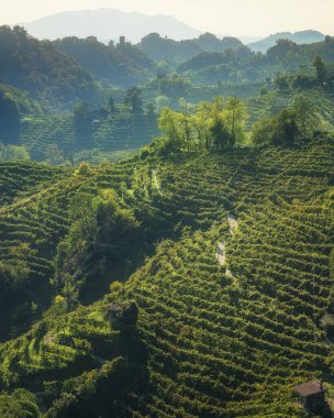 Prosecco Hills Hogback, sarp üzüm bağları olan vahşi bir yer. Unesco Dünya Mirası Alanı. Farra di Soligo. Veneto bölgesi, İtalya, Avrupa.