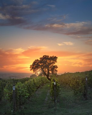 Bolgheri vineyards and a tree at sunset in backlight. Province of Livorno, Tuscany region, Italy clipart