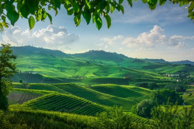 Langhe üzüm bağları manzarası, Rollign Hills, arka planda La Morra köyleri ve çerçeve olarak bir ağacın yaprakları. Unesco Dünya Mirası Alanı. Piedmont bölgesi, İtalya, Avrupa.