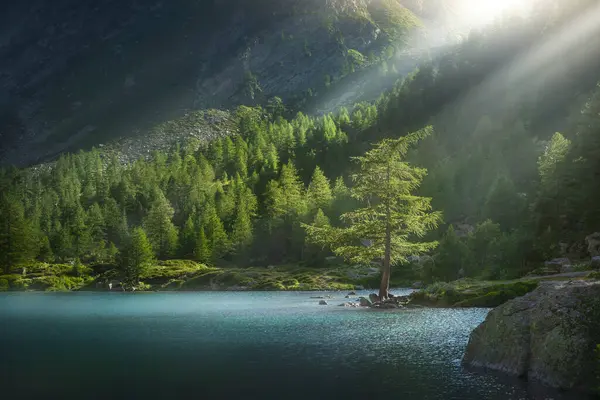 stock image Last rays of the sun on a lone fir tree along the shores of Lake Arpy at sunset in summer. Morgex, Aosta Valley region, Italy