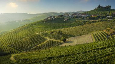 Langhe bölgesi, üzüm bağları gün doğumunda görünür. Unesco Dünya Mirası Bölgesi. Neive, Piedmont bölgesi, İtalya, Avrupa.