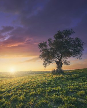 Gün batımında zeytin ağacı. Maremma kırsal arazisi, kayan tepeler ve bahar mevsiminde yeşil alanlar. Bibbona, Toskana İtalya Avrupa.