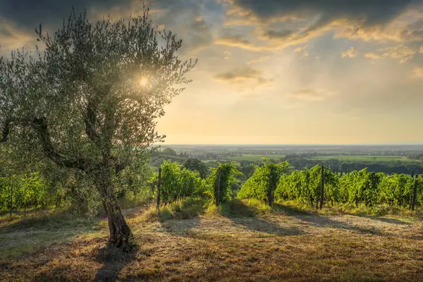 Bolgheri bağları ve gün batımında bir zeytin ağacı. Castegneto Carducci, Livorno ili, Toskana bölgesi, İtalya