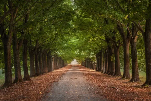 stock image Tree tunnel walkway, linden trees. Tuscany region, Italy.