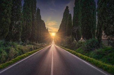 The cypress tree-lined avenue of Bolgheri and the sun in the middle. This is the historic boulevard of Carducci's poetry Davanti San Guido. Alta Maremma, Tuscany region, Italy, Europe.
